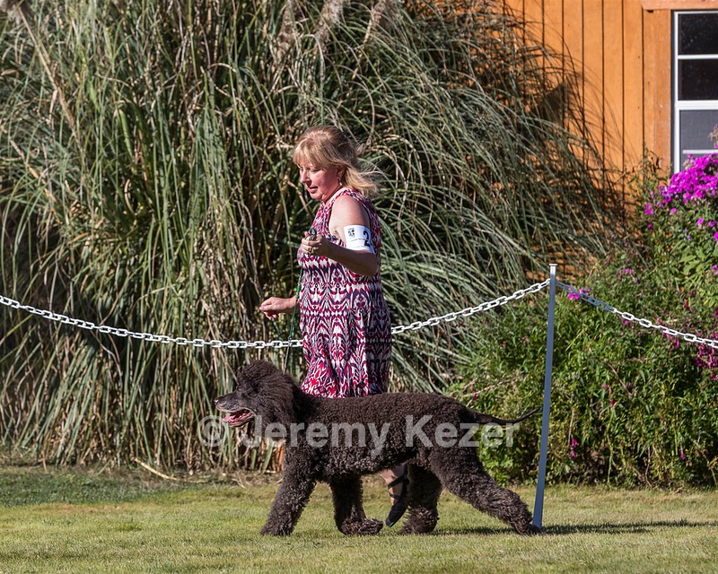 24 - GCH CH BLACKTHORN'S KEEVA CROMPTON RM AX AXJ XF TKN (Keeva)