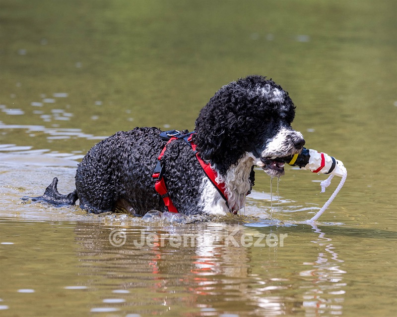 Bodhi Mayo