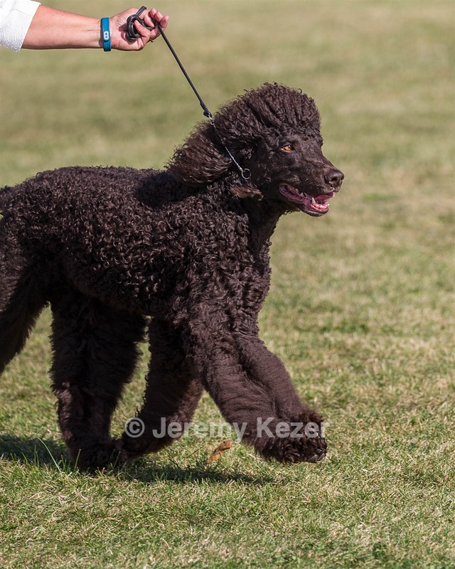 17 - GCH CHANTICO'S SHELTER FROM THE STORM RN XF MX CD RA AXJ (Reef)
