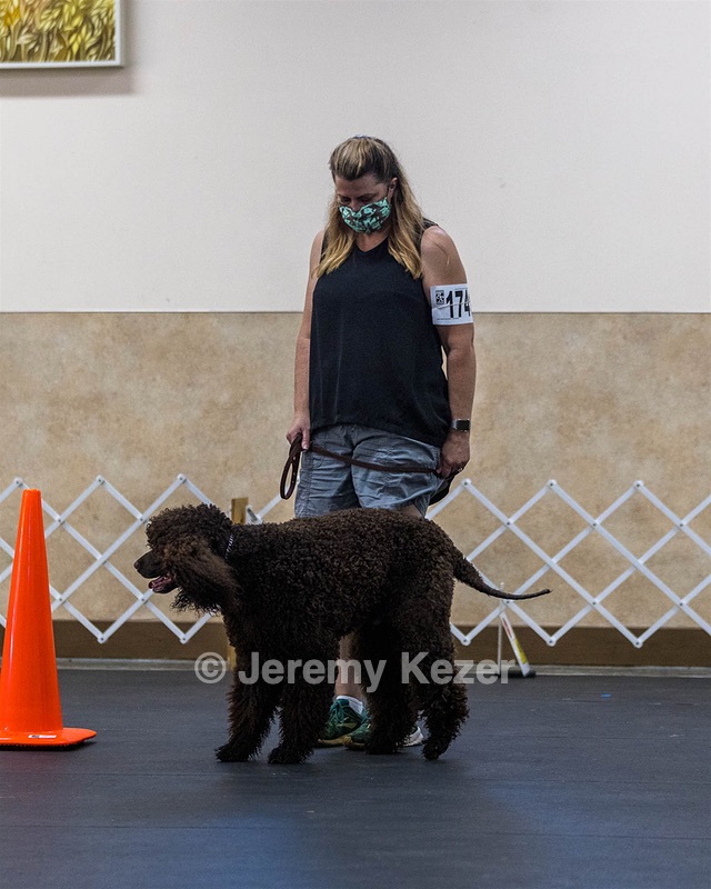1741 - GCH CH BREKKON'S FIRST MARK CGC