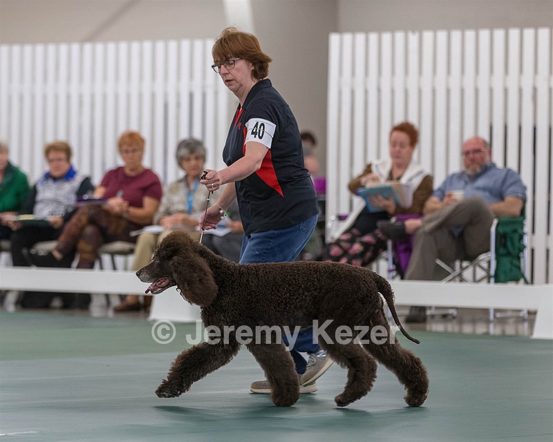 40 - GCH POOLE'S IDE BONNIE BROOK CD RE CGC (Bonnie)