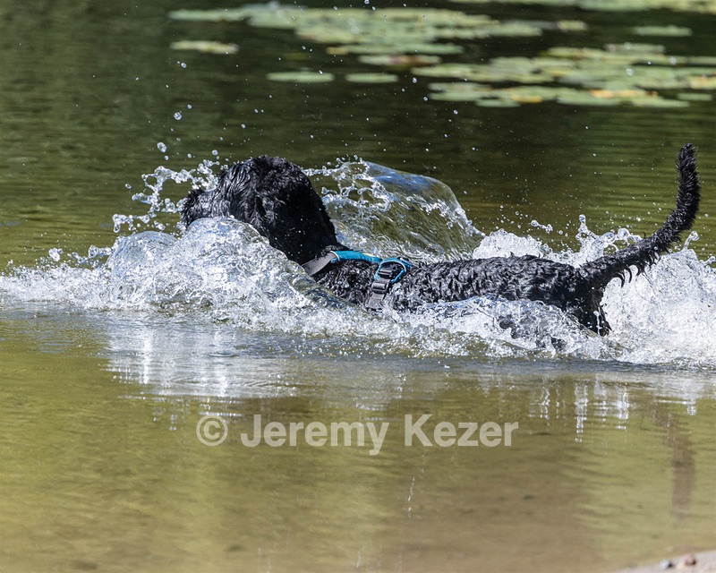 Micah Marian