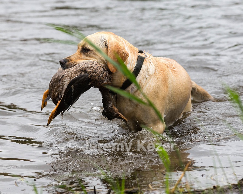 Jersey Moore