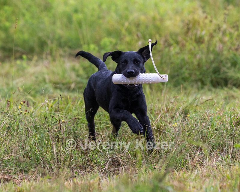 Josie