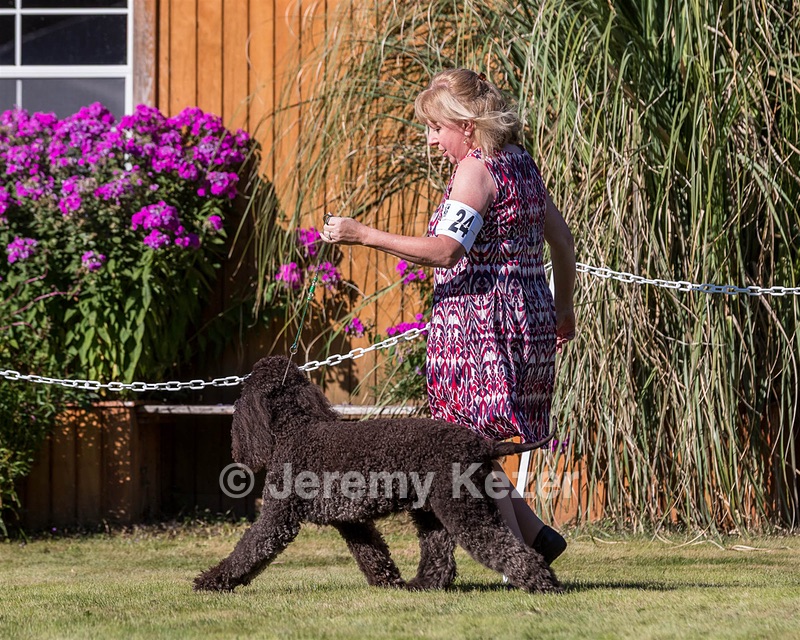 24 - GCH CH BLACKTHORN'S KEEVA CROMPTON RM AX AXJ XF TKN (Keeva)