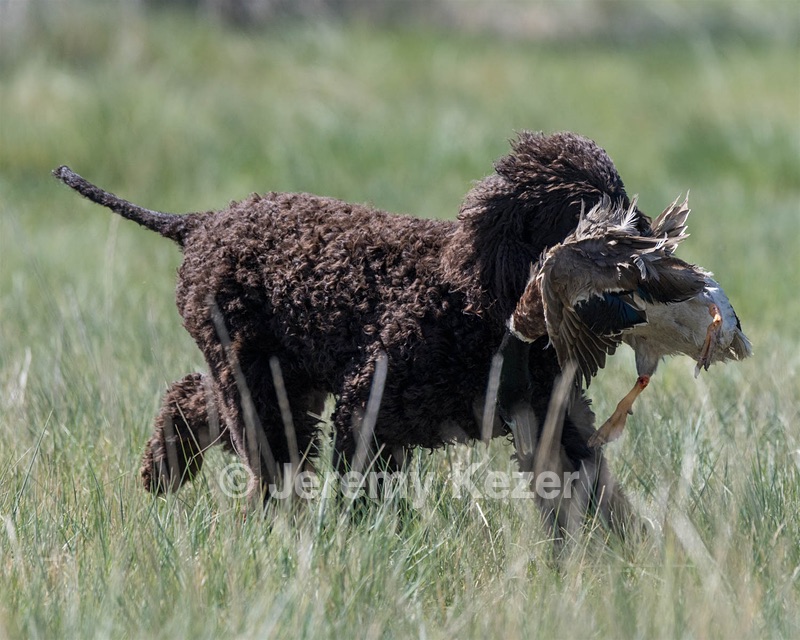 Ghillie