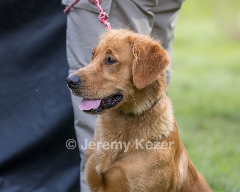 JAZZ Stromeyer