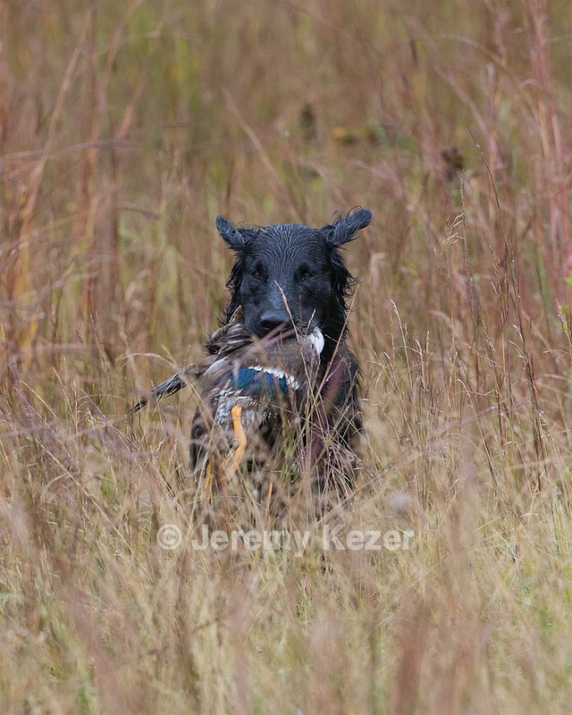 Modi