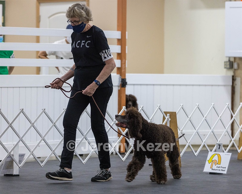2101 - GCH CH MACH ARROYO'S BEGIN THE BEGUINE MXS MJS MXP MJP MXF T2B2 (Porter)