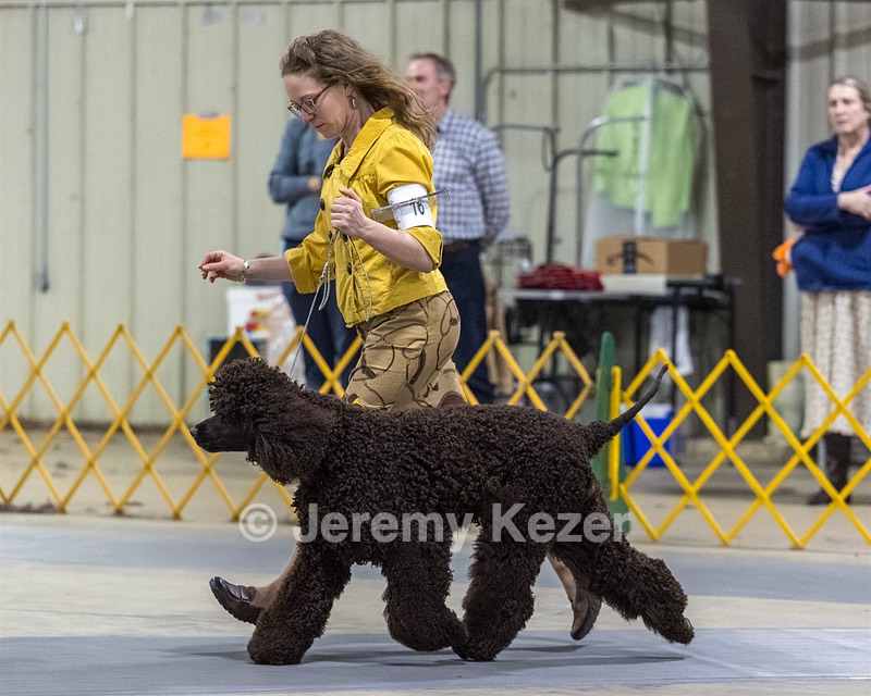 16 - GCH EPIK'S IN OMNIA PARATUS CGC ATT BCAT (Myna)