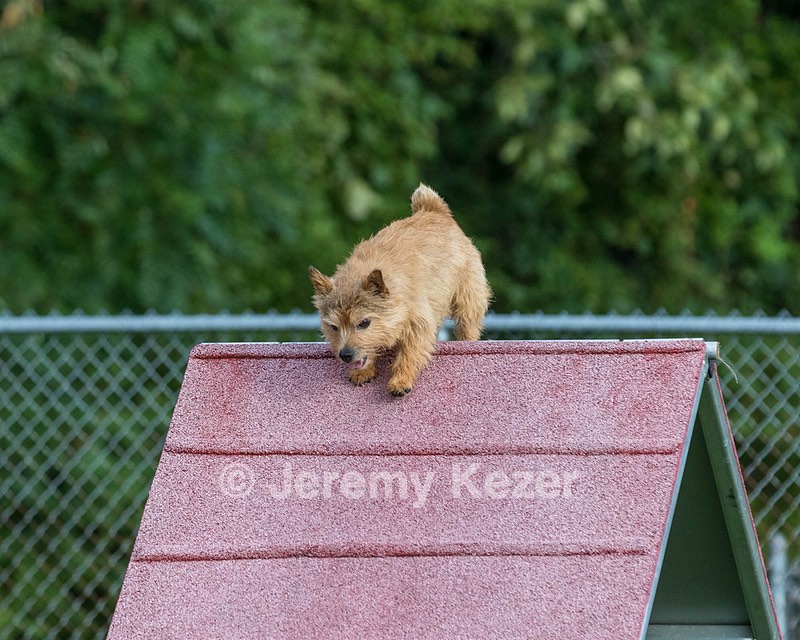 Fenway Miller