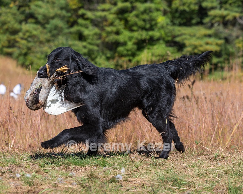 Ruger Bodine