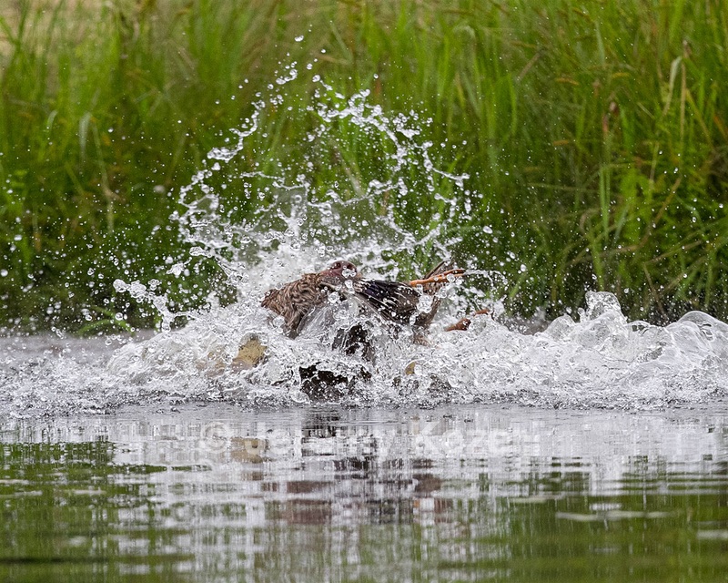 20130713-MHB2-0128.jpg
