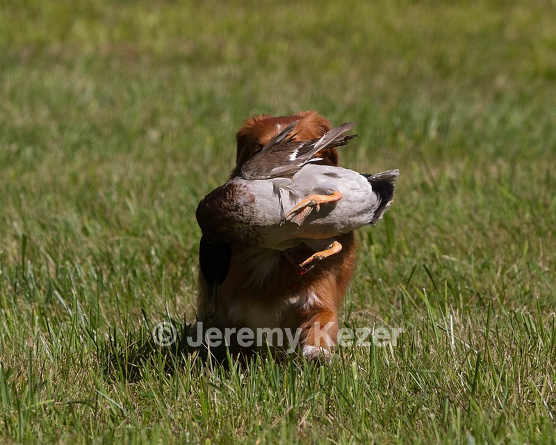 Breeze Tucker
