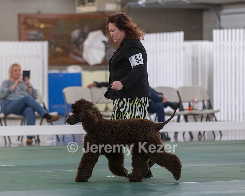 54 - GCH BREKKON BEGINS WITH BEAUFIELD