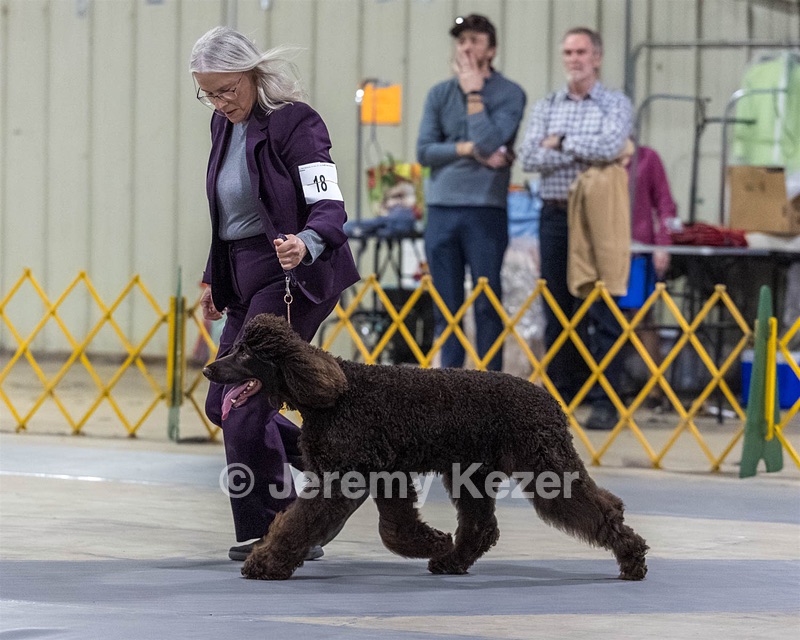 18 - CASTLEHILL'S P.S. BABY I'M A STAR AT DONNYBROOK FDC CA FCAT SWNE
SWA SIAE SEAE TKN ATT FTN (Portia)