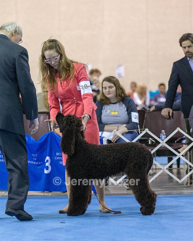 10 - Poole's Ide Touch Of Mink (Darla)