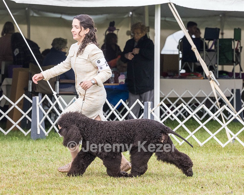 20 - GCHS CH POOLE'S IDE SAY NO MORE OHS CD RE JH DS (Simone)