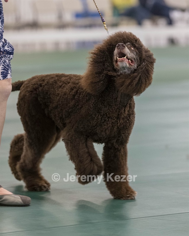 36 - GCH ARROYO'S BEGIN THE BEGUINE AX OAJ NF (Porter)