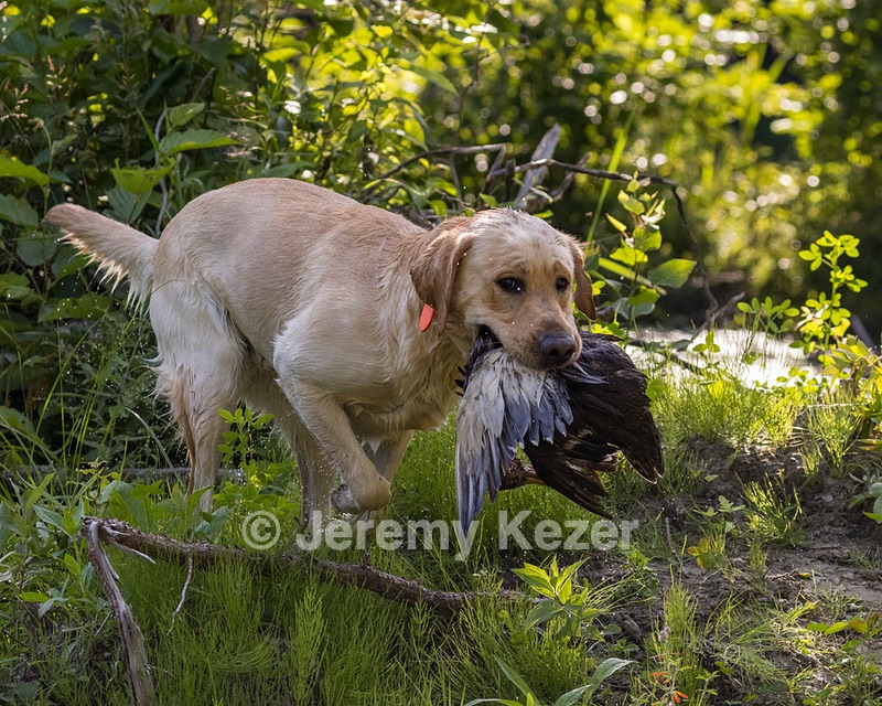 Zero Nardone