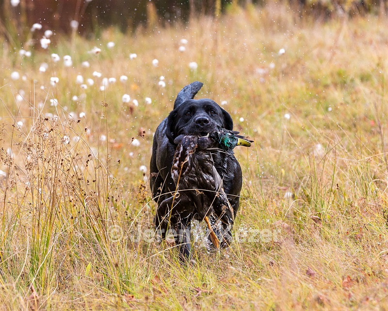 Glenforest's Pique Dame JH (Chloe)