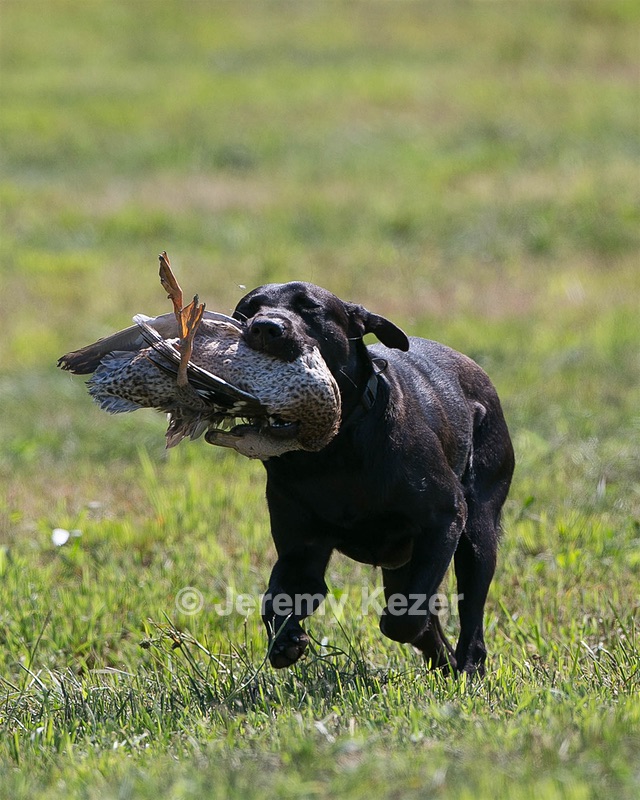 Moose Planty