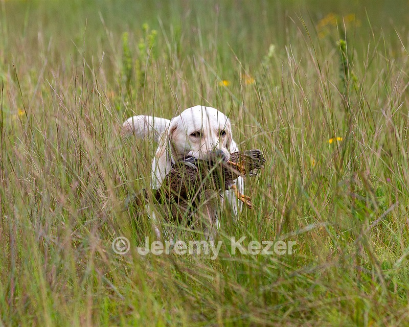 Henry