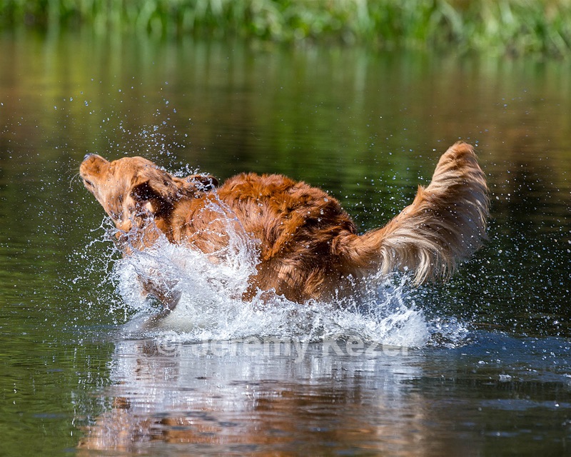 Tiger McCluer
