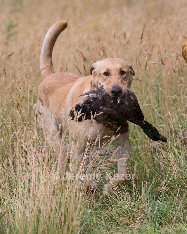 RUFF Millheim