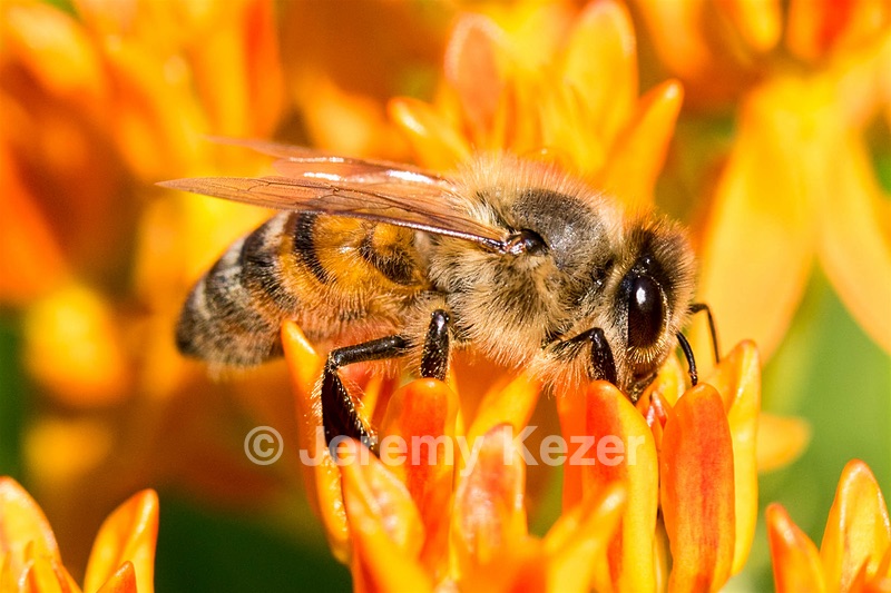 Bee, Amesbury, MA