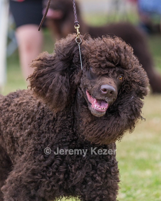 05 - GCH WATERFORD'S TROUBLE BREWING
