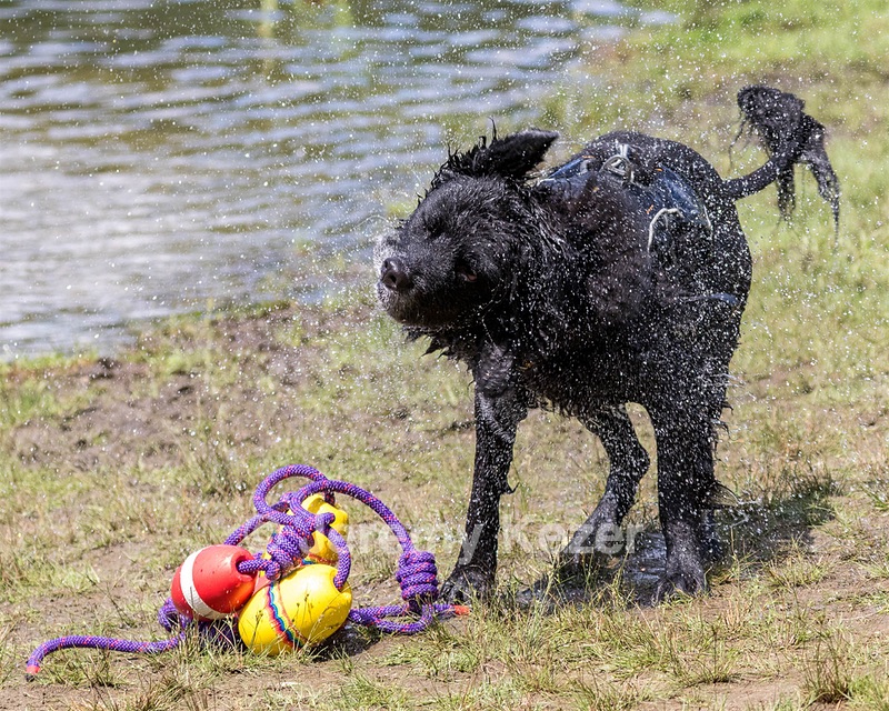 Darwin