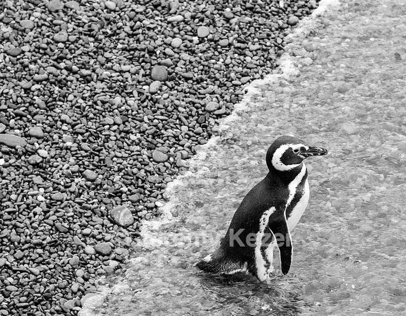 Magellanic Penguin, Punta Tombo