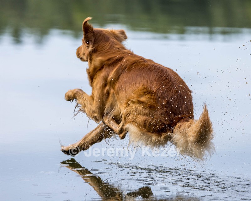 Moose Curtis