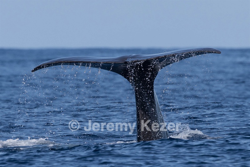 Sperm Whale