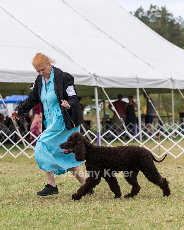 06 - CASTLEHILL'S WICKEDLY CUTE JOLENE CGCA TKP RAE B