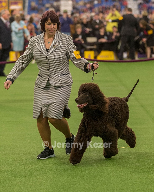 10 - GCH CH Chantico's Shelter From The Storm RN OF AX OAJ CD (Reef)