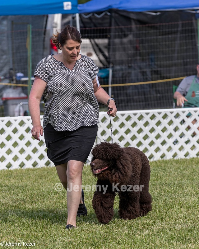 41 - GCH CH Brekkon's First Mark BN RN CGC TKN