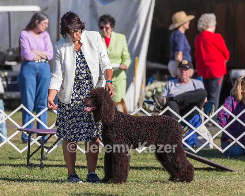 17 - GCH CHANTICO'S SHELTER FROM THE STORM RN XF MX CD RA AXJ (Reef)