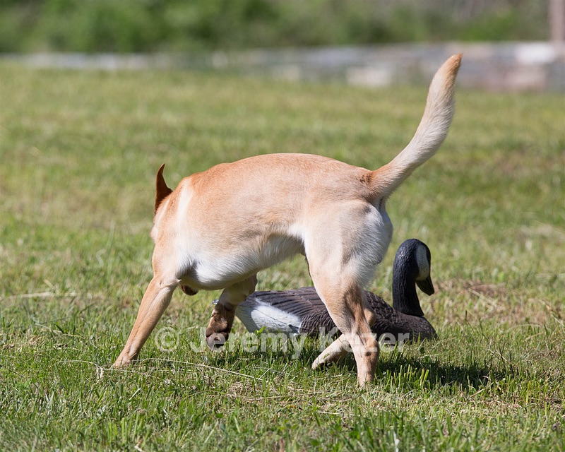 20130601-SHRL-0347.jpg
