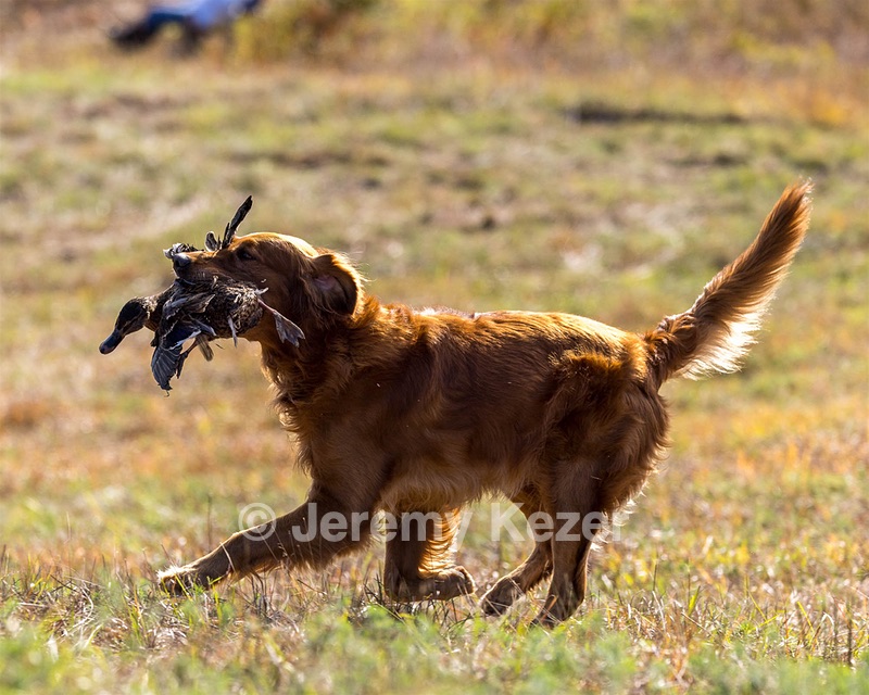 Gunner Haberman