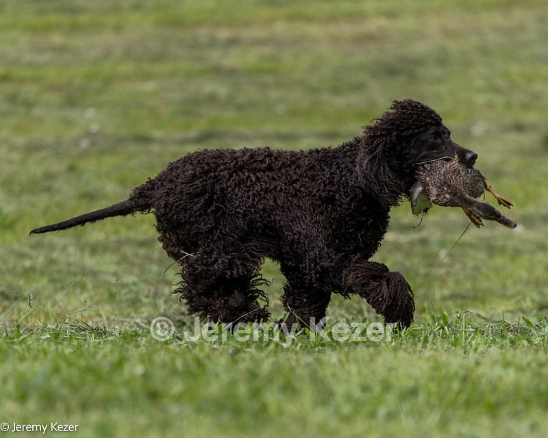Arrow Kezer