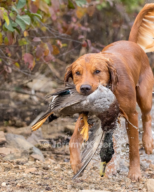 Huckleberry