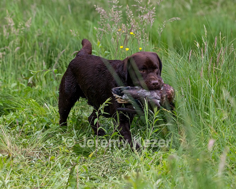Tiko Chasteen