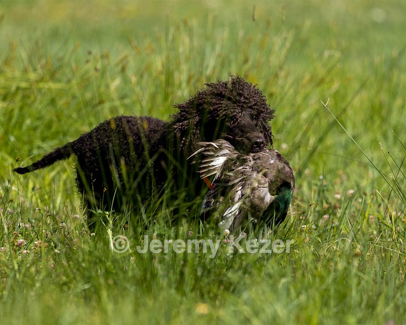Ghillie Kezer