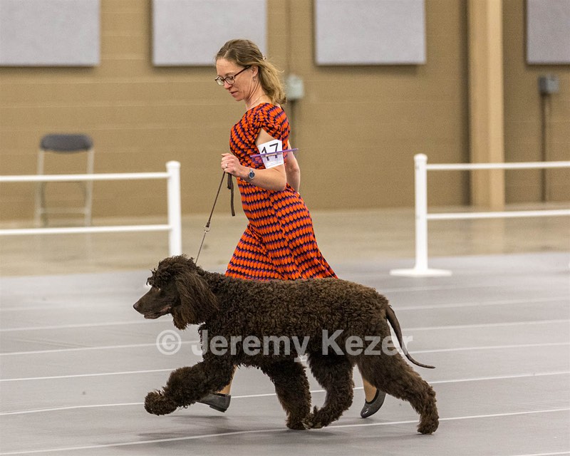 17 - Ballyhoo’s V Finnegan Mcneill BN FDC CA BCAT DS DJ CGCA TKN VHMA JH JHU WD