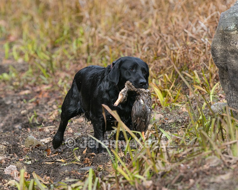 Twig