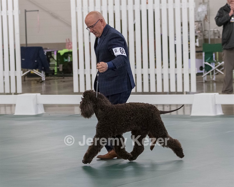 66 - GCH CH BLACKTHORN'S KEEVA CROMPTON AX AXJ XF RN CGC (Keeva)