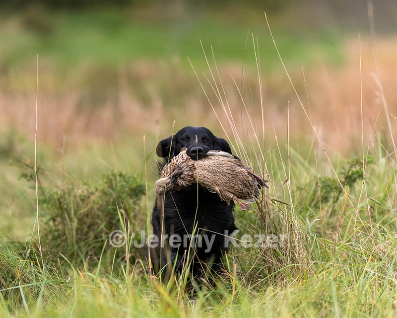 Otter Young