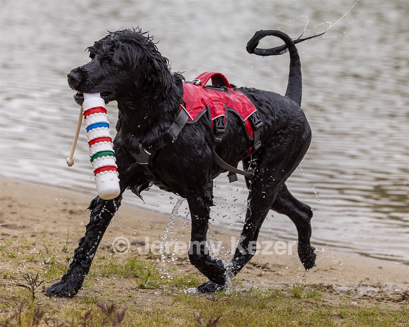 Scully Lavalli